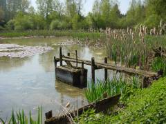 Grossansicht in neuem Fenster: Osterseeoner Weiher