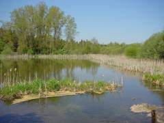 Osterseeoner Weiher 2