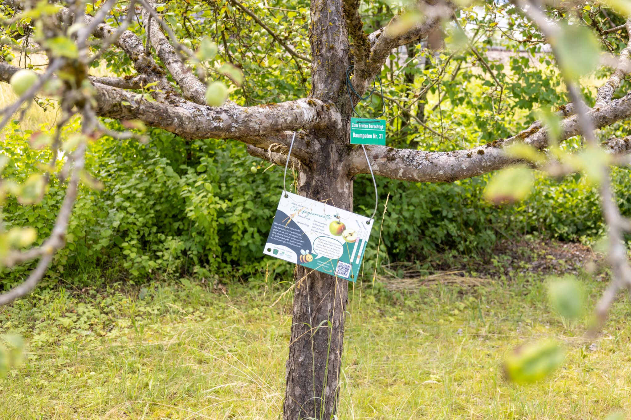 Streuobstwiese (5)
